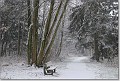 Beverbeek in een sneeuwbui 1